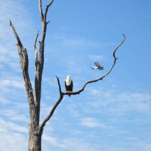 An incredible sighting of a fish eagle from MV Matusadona