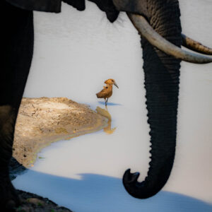 Enjoy the amazing birdlife and wildlife along the kariba and zambezi when choosing MV Matusadona