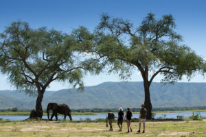 Stay overnight at Nyamatusi Camp when choosing MV Matusadona and enjoy safari walks