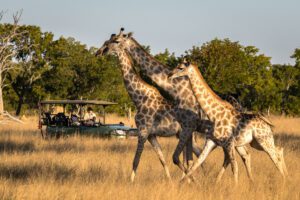 A group of giraffes in Hwange National Park, Zimbabwe, Southern Africa