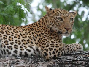 MV Matusadona gives you many opportunities to enjoy wildlife sightings like this leopard in a tree