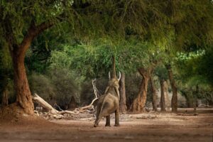 African Bush Elephant - Loxodonta africana in Mana Pools National Park in Zimbabwe, standing in the green forest and eating or looking for leaves.