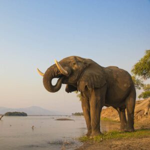 African Elephant bull drinking on the Zambezi river at sunset with MV Matusadona