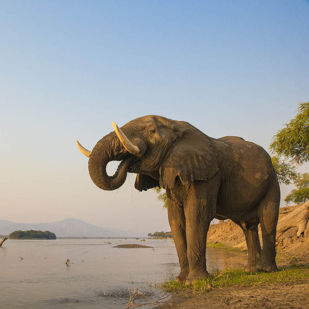 African Elephant bull drinking on the Zambezi river at sunset