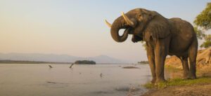African Elephant bull drinking on the Zambezi river at sunset with MV Matusadona