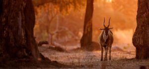 Common eland in mana pools National Park in Zimbabwe